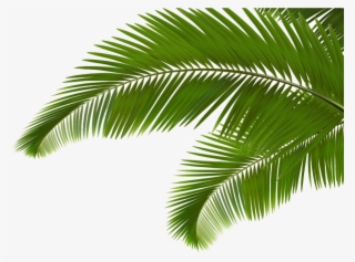 859 X 638 6 - Coconut Leaf Png