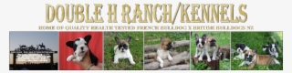 Double H Ranch/kennels - French Bulldog