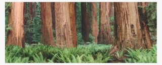 Monday - Redwood Forest Wallpaper Mac