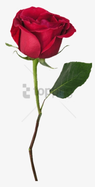 Free Png Rose With Stem Png Image With Transparent - Beauty And The Beast Single Rose