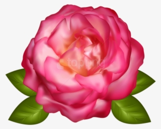 Free Png Download Beautiful Pink Rose Transparent Png - Rosa Em Png Transparente