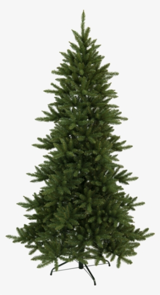 Blue Spruce Christmas Trees