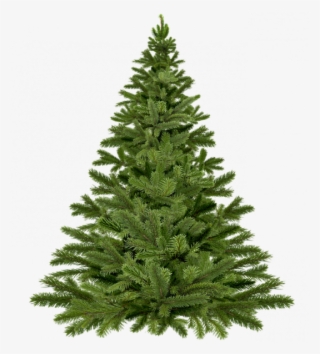 Christmas Tree Not Dressed Pixabay - Real Christmas Tree Png