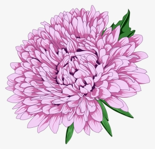 Chrysanthemum Clipart Png