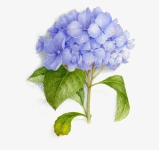 Tattoo Art Bouquet Painting Illustration Watercolor - Blue Hydrangea Bouquet Painting Watercolor