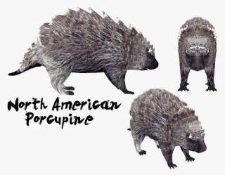 The Alpha Channels Of My North American Porcupine See-through - Zoo Tycoon 2 Porcupine