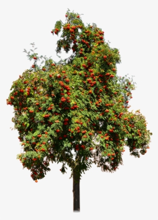 Image Result For Seedling Transparent Background - Alberi Da Frutto Png