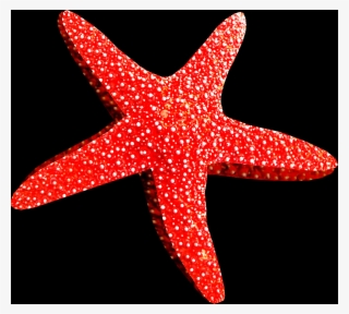 Free Starfish Pngs - Étoile De Mer Png