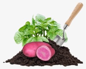 Potatoes, Pile Of Dirt, Leaves And A Shovel - Compost