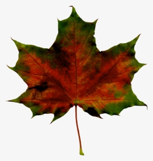 Red Fall Leaf Png Clipart Imageu200b Gallery Yopriceville - Maple