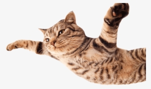 Cat-flying800png - Funny Cats White Background