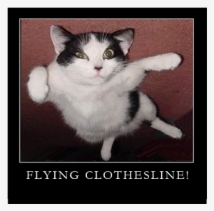 Flying Wonder Cat - Flying Cat