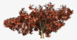Texture - Dwarf Japanese Maple Png
