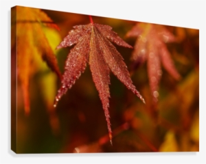 Japanese Maple Turning Red In The Autumn
