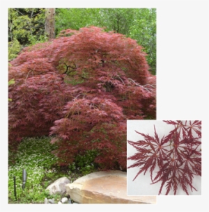 Acer Palmatum Dissectum - Maple