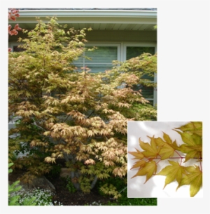 Acer Palmatum 'shigitatsu Sawa' - Japanese Maple