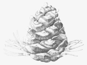 Whitebark Female Cone - Christmas Tree