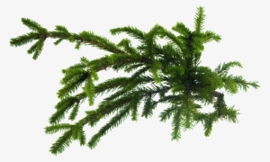 This Graphics Is Pine Tree Cartoon Transparent About - Pine