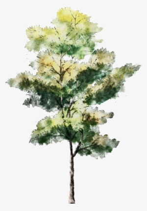 Tree For Architectural Rendering Transparent PNG - 564x799 - Free Download  on NicePNG