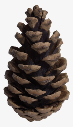 Pine Cone Transparent File - Cone Of A Tree