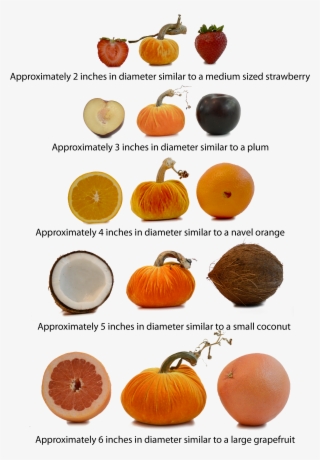 Sizing - Grapefruit Vs Coconut Size