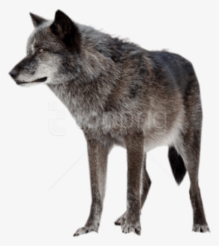 Free Png Download Dark Wolf Png Images Background Png - Dark Gray Wolf Png