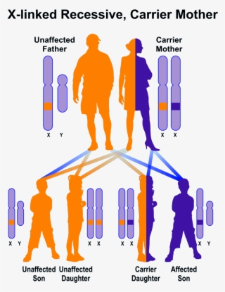 Sample Pedigree Of X-linked Recessive Inheritance, - Disease Hereditary