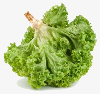 Soft Lettuce - Romaine Lettuce