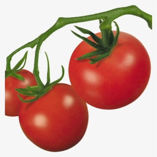 Tomatoes Clipart Ripe - Cherry Tomato Clip Art
