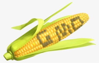 As We Know Corn Is The Number One Food That Has Been - Corn The Says Gmo