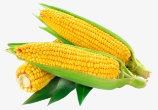 Corn - American Sweet Corn Logo