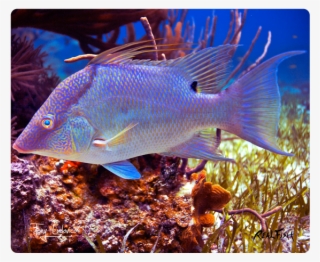Hogfish - Underwater