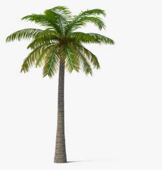 Adonidia Veitchia Coconut Tree - Date Trees Transparent