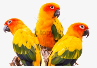 Free Png Sun Conure Bird Png Image With Transparent - Green Cheek Conure Png