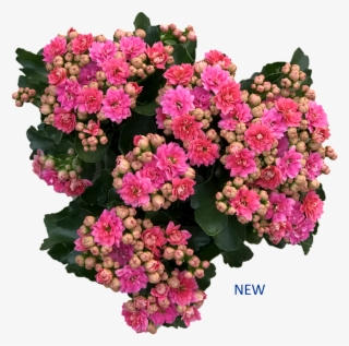 View Products - Lantana Camara