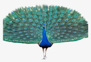 Peacock Clipart Transparent Background - Transparent Peacock Png