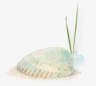seashells - cockle