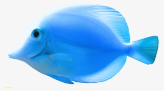 Blue Fish Png Clipart Best Web Clipart Beautiful Images