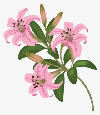 Flowers Vector Pinterest - Stargazer Lily