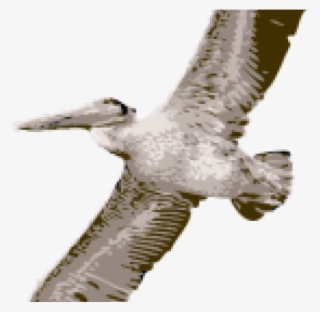 Pelican Clipart