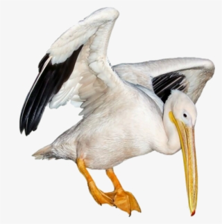 Pelican Sticker - White Pelican