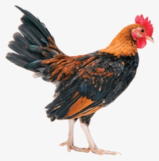 Is The Chicken Industry Rigged - Uccelli Pene