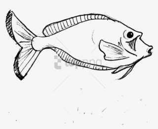 Free Png Parrot Fish Line Art Png Image With Transparent - Coral Reef Fish