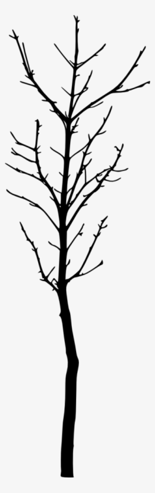 Bare Tree Silhouette - Twig