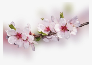 Color Palette Ideas From Flower Blossom Flowering Plant - Обложки На Фейсбук Весна