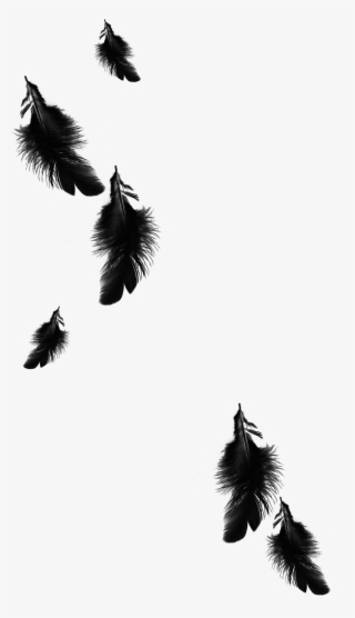 1299 X 2258 5 - Black Feathers Png