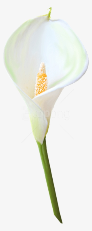 Free Png Download Transparent Calla Lily Flower Png