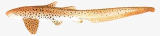 Leopard Shark - Stegostoma Fasciatum