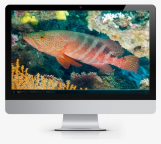 2017 Tropical Fish Calendar Windows Theme - Computer Monitor