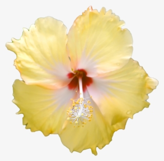 902 X 886 2 - Hawaiian Hibiscus